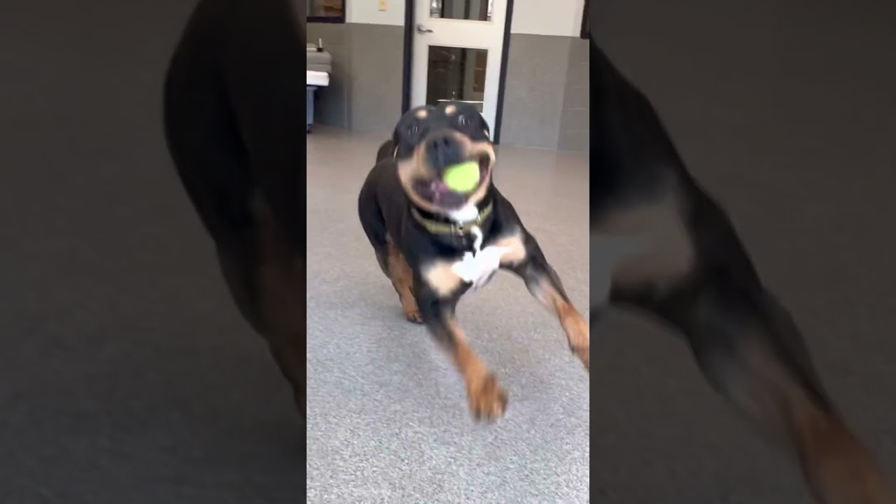 Enlarge Ringo, a Adoptable mixed breed in Yonkers, NY video 6/6