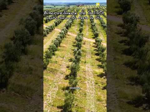 ENCRUZILHADA DO SUL-RS na Serra do Sudeste #encruzilhadadosul #valedoriopardo #oliveiras #sul