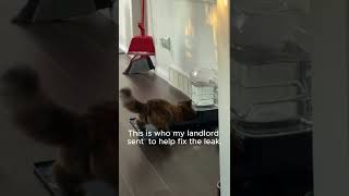 This Is Who Your Landlord Sends When You Have a Leak