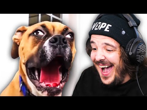 These Dogs Are NOT SMART...