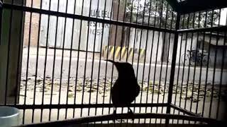 Download lagu Masteran burung nyerecet mp3