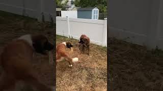 Video preview image #1 Saint Bernard Puppy For Sale in Hewitt, NJ, USA