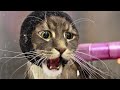 HELP Maine Coon Cat
