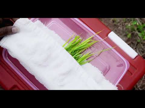 Syngenta RISQ Test | Grower Testimonial | Moga | Punjab