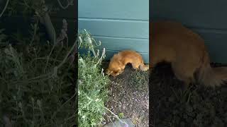 Video preview image #1 Chiranian Puppy For Sale in San Jose, CA, USA