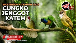 Download lagu Mastran Kasar Roll Tembak 2025 Cucak Cungkok vs Cucak Jenggot Mesin Jahit vs Kapas Tembak Rock mp3