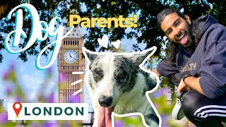 SHOULD YOU GET A DOG IN LONDON? Prices, Renting with a Pet, Finding Parks and more!