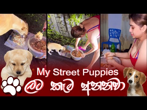 Piumi Hansamali | My Street Puppies ලට කෑම අනනවා