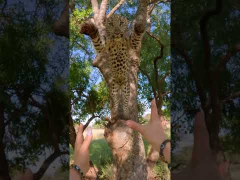 Even as an adult, this leopard has never lost its playful, kitten like spirit