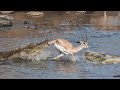 Poor Gazelle Can T Escape From Two Crocodiles Hunting