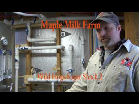 download lagu mp3 mp4 Wild Hogs Maple Syrup, download lagu Wild Hogs Maple Syrup gratis, unduh video klip Wild Hogs Maple Syrup