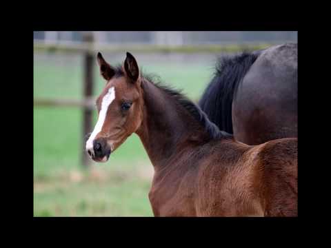 *2018 Stutfohlen von Grey Flanell - Dante Weltino SOLD!!!