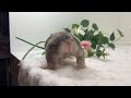 French Bulldog dogs for sale: Megan - Video 1