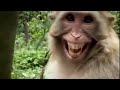 Monkey Funny Smile Monkey Funny Videos Funny Smile