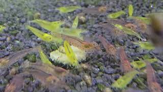 Caridina multidentata / Japonica Amano Yellow