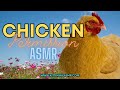 ASMR CHICKEN PERMISSION Whisper Tingles Soothing Chickens F4A Kitti Minx