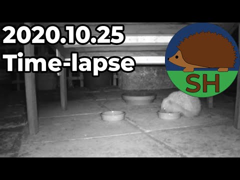 Somerset Hedgehogs 2020.10.25 Time-lapse