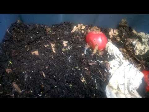 Worm bin update: horizontal migration