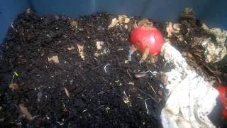 Worm bin update: horizontal migration