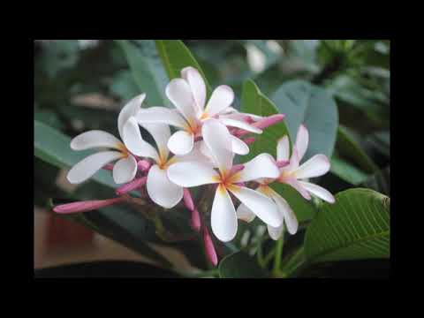 Incredible Plants & Flowers from Maui