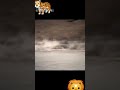 Jaguar Vs Crocodile Status Nayak Nhi Khalnayak Hu Me Motivation What S App Status