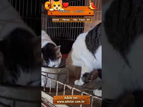 Vídeo de Princesa e Bebel 