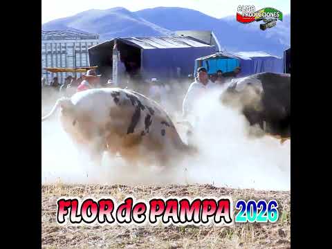 Toro Tinku de FLOR DE PAMPA 2026, "Mik'u-Polaco".#shortsviral  #almaproduccionesbolivia #tradiciones
