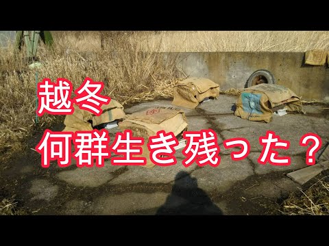 経済学科 せいほううどく(晴蜂雨読)／①越冬明け(3月)／山崎亮一／日仏英字幕付／Jingzhe(March)／Ryoichi Yamazaki／ENG sub／sous-titres français