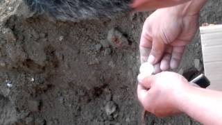 preview picture of video 'Археологические раскопки в Сайраме, нашли серебрянные монеты'