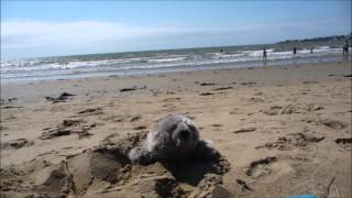 PHOKUS  mixed  by  Ariel  C