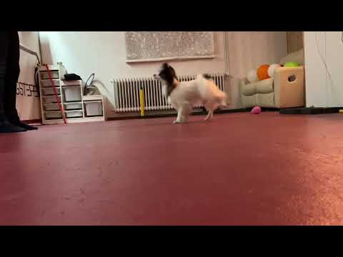 Dogdance und Tricks - Rückwärtsgehen mit Dogstepper