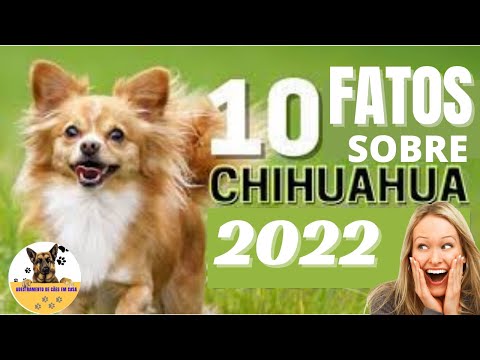 FATOS e CURIOSIDADES Sobre O CHIHUAHUA As ✔️Top 10+ Importantes toda Nova Mamãe Deve Saber 2022