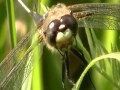 Nancy Today: Dragonfly close-ing up (dragonflies ...