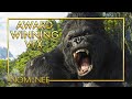 The Ultimate Best King Kong Scenes Starring Jack Black King Kong 2005 Nominee