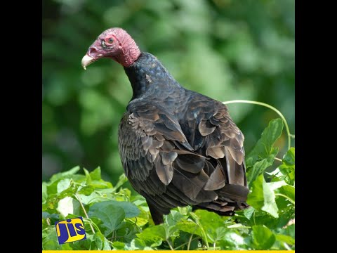 Jamaican John Crow: The Bird Of Death