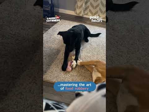 Sneaky Dog Steals Treat From Another Sleeping Dog