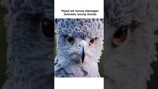 Download lagu Burung garuda asli             #burunggaruda #burung mp3