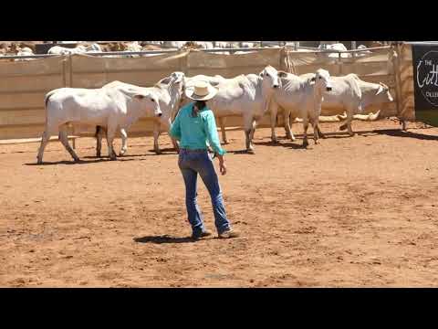 KPCA Livestock Handling Challenge 2021 DAY TWO