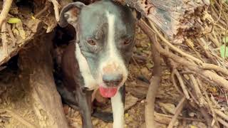 Video preview image #1 Labrador Retriever-Unknown Mix Puppy For Sale in Washington, DC, USA