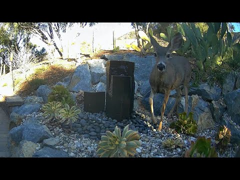 2022 10 30 deer oh hai