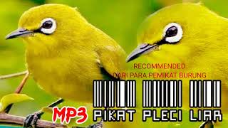 Download lagu The voice of alluring pleci liars Recommended mp3