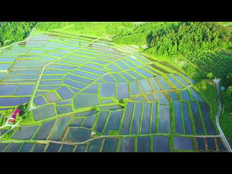 山形県朝日町 椹平（くぬぎだいら）の棚田 水鏡 夏（2021）