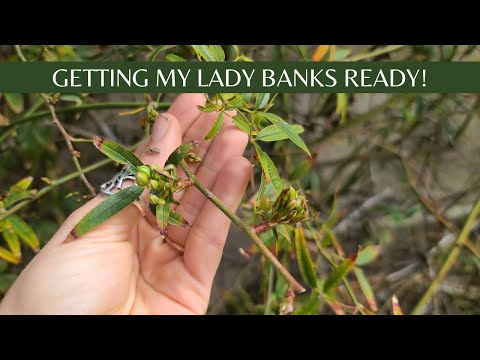 Getting My Lady Banks Rose Ready for Spring Blooms here in Phoenix