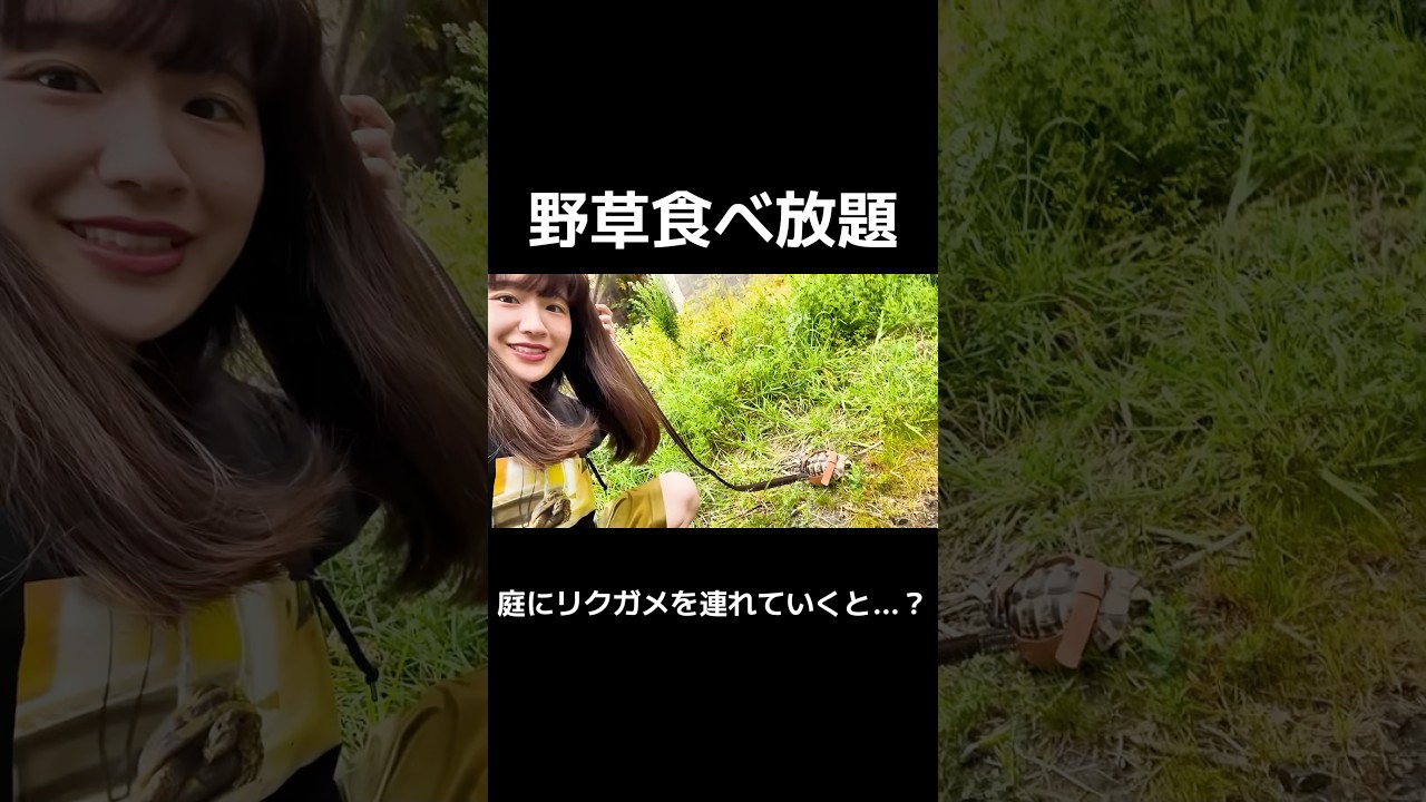 庭にリクガメを連れていくと…？ #爬虫類 #癒し #pet #リクガメ日和 #リクガメ