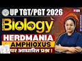 UP TGT PGT Biology Classes 2026 Herdmania Amphioxus UP TGT PGT Biology By Nelofar