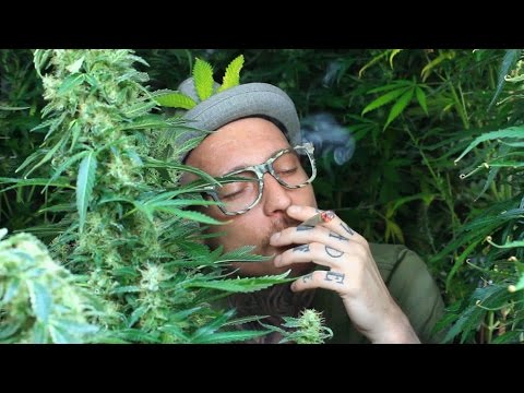 L'AB2C - L'île De La Plantation - Audiophétamine 2017