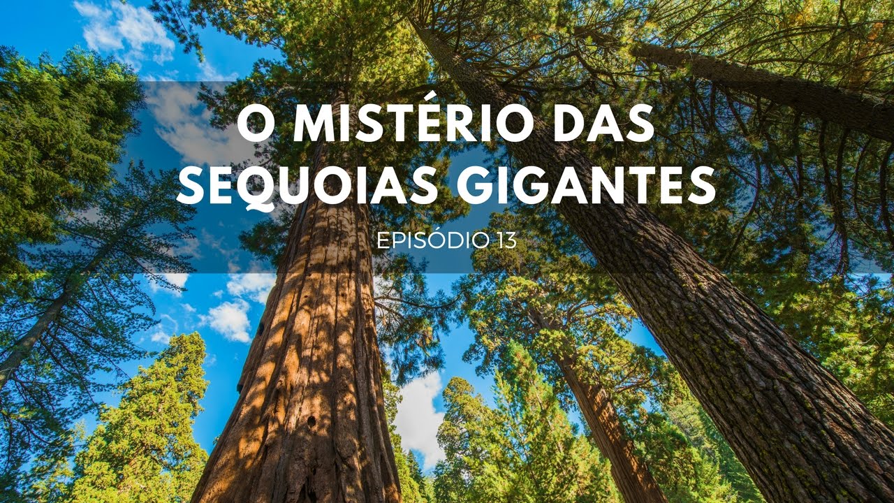 O Mistério das Sequoias Gigantes Parte 2 | Origens #13