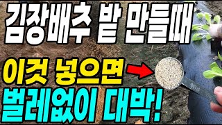 김장배추밭 만들때 이것 넣으면 벌레없이 대박! 벌레걱정이 된다면 꼭 넣으세요