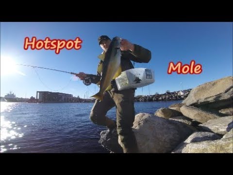 Uferangeln in Norwegen - Hotspot Mole - Bindeanleitung Craft Fur Sandaal / Molenangeln