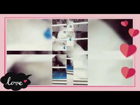 Kushi birthday celebrations